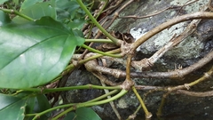 Magnoliopsida