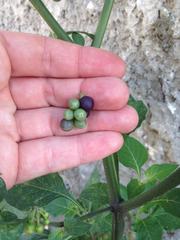 Solanum nigrum