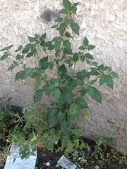 Solanum nigrum