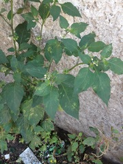 Solanum nigrum