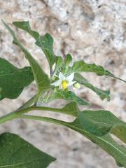 Solanum nigrum