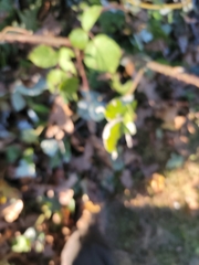 Rubus phoenicolasius