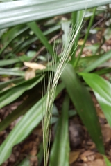 Aristida setacea