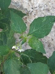 Solanum nigrum