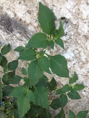 Solanum nigrum