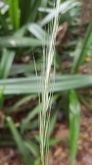 Aristida setacea