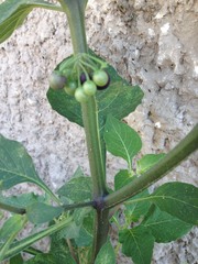 Solanum nigrum