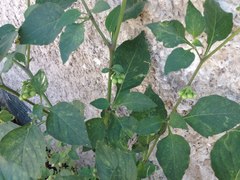 Solanum nigrum