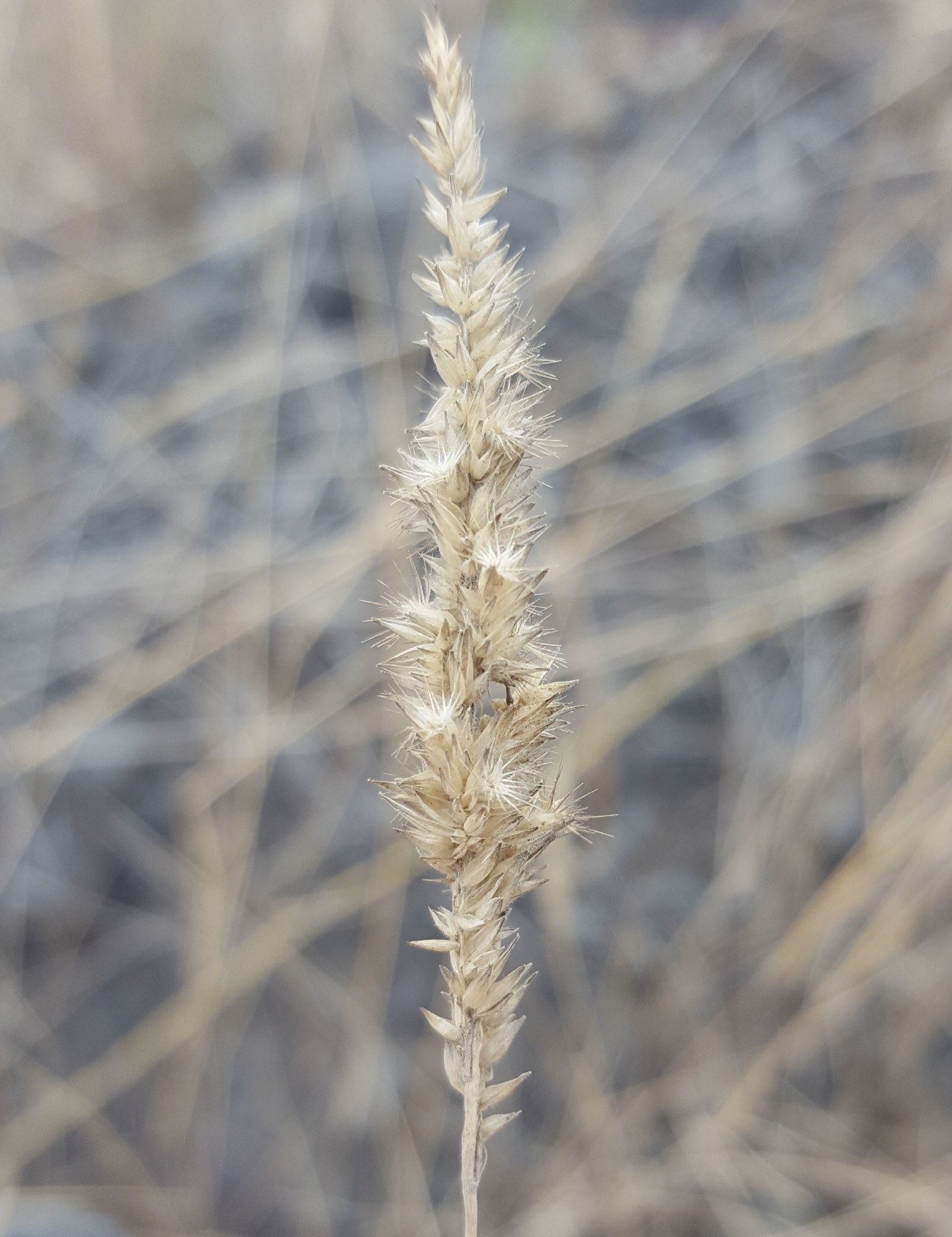 (c) François Rousseu, certains droits réservés (CC BY-NC) https://www.inaturalist.org/observations/98819020