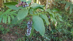 Phytolacca thyrsiflora