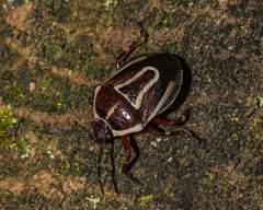 Perillus circumcinctus