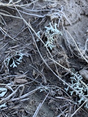 Xanthoparmelia chlorochroa