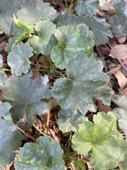 Heuchera elegans