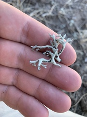 Xanthoparmelia chlorochroa