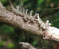 Heterodermia echinata