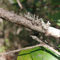 Heterodermia echinata