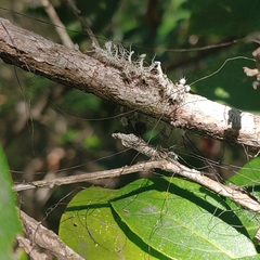Heterodermia echinata