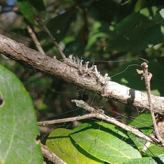 Heterodermia echinata