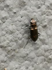 Notiophilus biguttatus