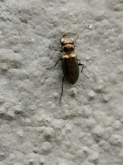 Notiophilus biguttatus