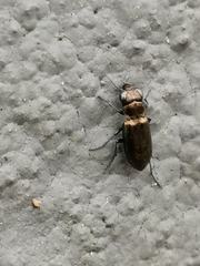 Notiophilus biguttatus