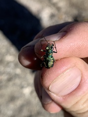 Cicindela decemnotata