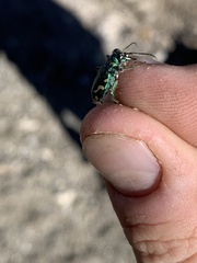 Cicindela decemnotata