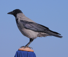 Corvus cornix