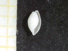 Weinkauffia turgidula