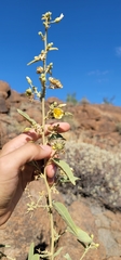 Horsfordia newberryi