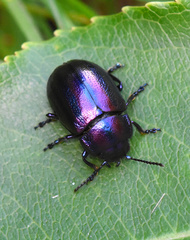 Chrysolina cerealis