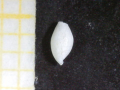 Weinkauffia turgidula