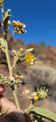 Horsfordia newberryi