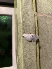 Poecilasthena pulchraria