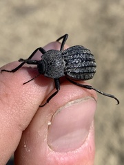 Philolithus sordidus