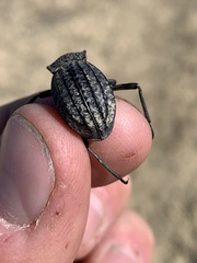 Philolithus sordidus