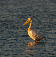 Pelecanus onocrotalus