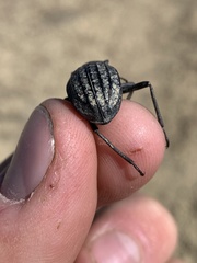 Philolithus sordidus