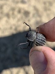 Philolithus sordidus