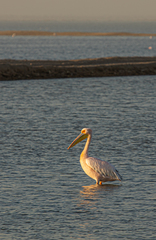 Pelecanus onocrotalus