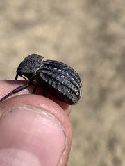 Philolithus sordidus