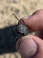 Philolithus sordidus