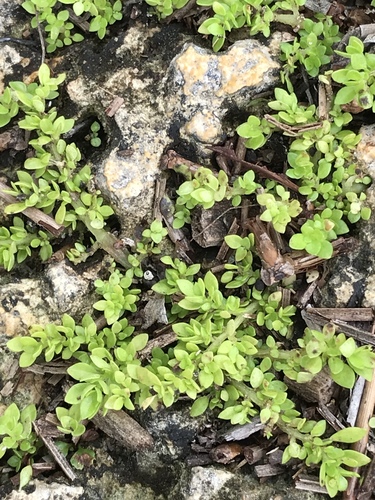 Pilea image