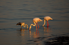 Phoenicopterus roseus