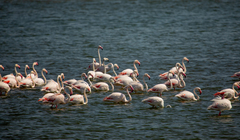 Phoenicopterus roseus