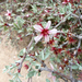 Prunus argentea - Photo (c) Roberto Sindaco, algunos derechos reservados (CC BY-NC-SA), subido por Roberto Sindaco