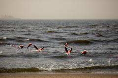Phoenicopterus roseus
