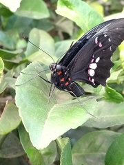 Heraclides anchisiades