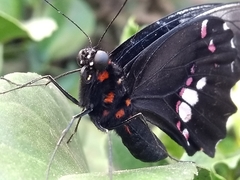 Heraclides anchisiades