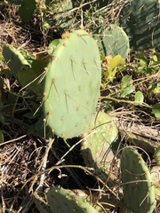 Opuntia tunoidea